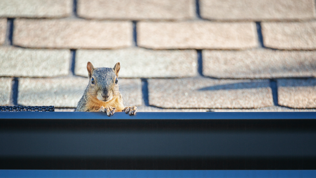 Squirrel peeking out of gutter. Dark colored gutter at bottom of image. Light brown shingled roof at top of image. Gutter has what appears to be a plastic screen on the left side, center of photo. The squirrel is right of that screen, sitting in the gutter, 2 front paws on the edge, peering at the camera. No screen is visible where squirrel sits or to the right of squirrel. Screens removed by squirrel. Screens don't keep squirrels out of gutters.