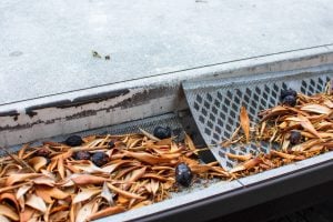 Rain,Gutter,Clogged,With,Leaves,And,Olives.,Damaged,Plastic,Mesh