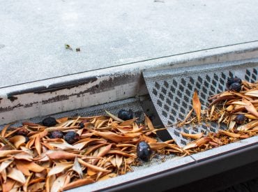 Rain,Gutter,Clogged,With,Leaves,And,Olives.,Damaged,Plastic,Mesh