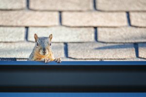 Squirrel peeking out of gutter. Dark colored gutter at bottom of image. Light brown shingled roof at top of image. Gutter has what appears to be a plastic screen on the left side, center of photo. The squirrel is right of that screen, sitting in the gutter, 2 front paws on the edge, peering at the camera. No screen is visible where squirrel sits or to the right of squirrel. Screens removed by squirrel. Screens don't keep squirrels out of gutters.
