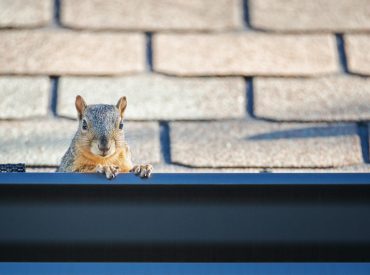 Squirrel peeking out of gutter. Dark colored gutter at bottom of image. Light brown shingled roof at top of image. Gutter has what appears to be a plastic screen on the left side, center of photo. The squirrel is right of that screen, sitting in the gutter, 2 front paws on the edge, peering at the camera. No screen is visible where squirrel sits or to the right of squirrel. Screens removed by squirrel. Screens don't keep squirrels out of gutters.